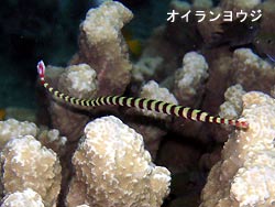 少しマシに。