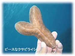 初潜りなり~