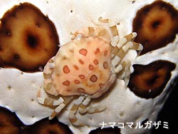 ビュービュー。。