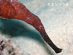 明日こそ。。