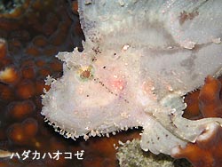 マンタスクランブルに行けなくても。。