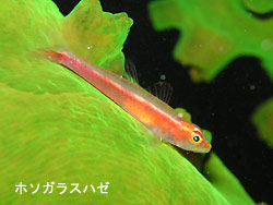 ダイビング日和