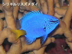 まさかの。。