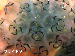 まさかの。。