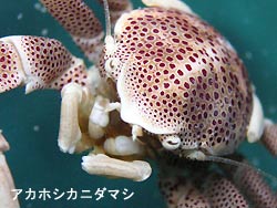 マンタだらけ~