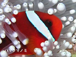 名蔵湾で