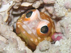 明日こそマンタ通ってほしい・・・。