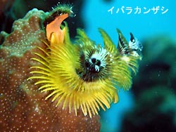 シケています。。