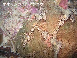大崎三昧