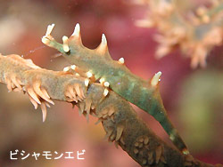 でっかいオオモンカエルアンコウ