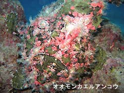 でっかいオオモンカエルアンコウ