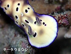 快適ダイビング