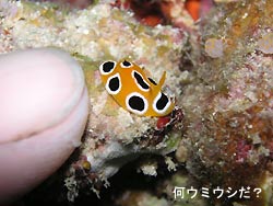 暑~いクリスマスイブ