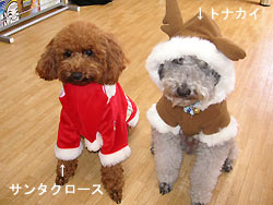 暑~いクリスマスイブ