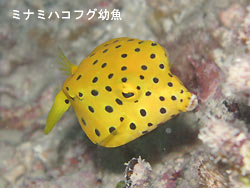 透明度良しっ!