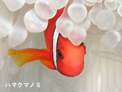 元旦ダイビング