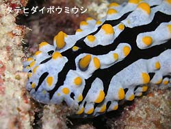 元旦ダイビング