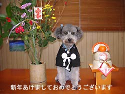 元旦ダイビング