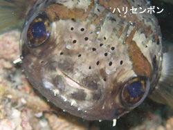 また暑くなってきた・・・