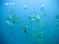 また暑くなってきた・・・