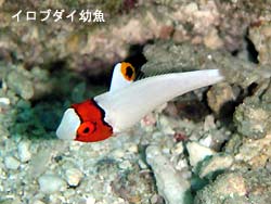 迫力のシーン