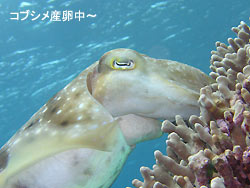 晴れた~