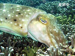 コブシメがいい感じ~