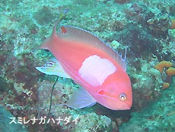 すんばらしいお天気