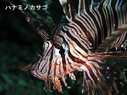 やられた~!