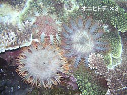 シケシケ・・・