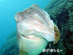 コブシメにマンタ!