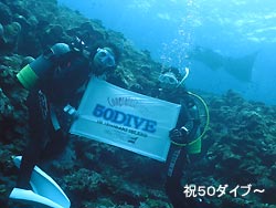 コブシメにマンタ!