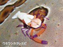 大シケ・・・