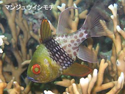 マンタどこへ?