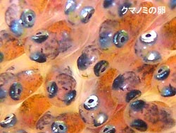 我らが救世主ソバカス君