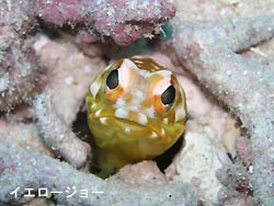 やられた~!