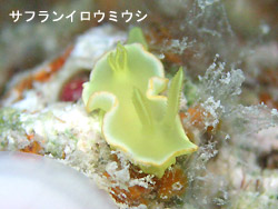 崎枝です!