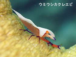 崎枝です!