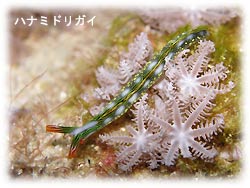 コンディションGOOD! しかし・・・