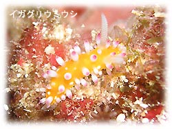 コンディションGOOD! しかし・・・