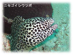 コンディションGOOD! しかし・・・