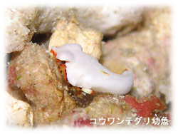 コンディションGOOD! しかし・・・