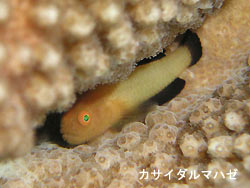 透明度少し回復