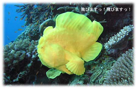 黄色いオオモンカエルアンコウ