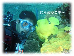 黄色いオオモンカエルアンコウ