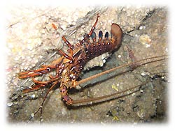 黄色いオオモンカエルアンコウ