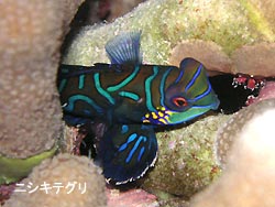 ベタナギ