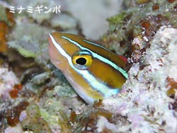 川平の海が恋しい・・・