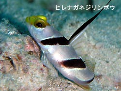 願いが叶ったのか?!