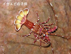 嵐の前の・・・